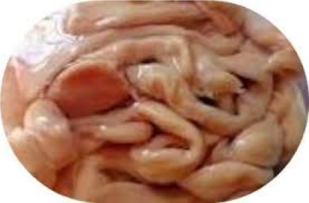 Mutton Bhutuwa Mutton Bhutuwa - Goat Intestine Clipart (1000x1231), Png Download