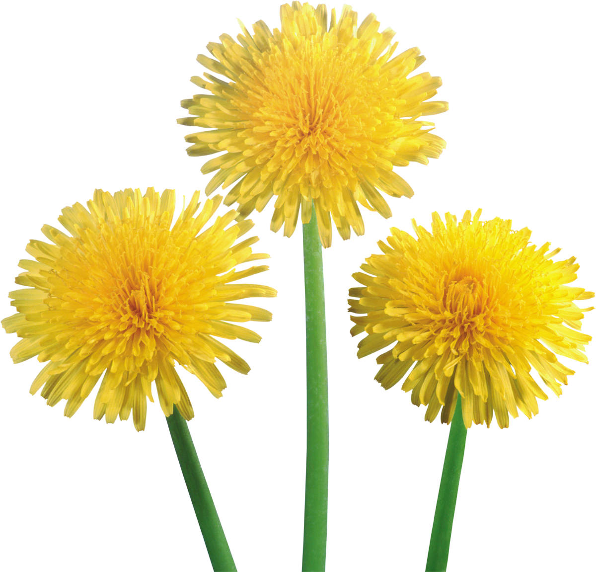 Dandelion - Dientes De Leon Png Clipart (1200x1151), Png Download