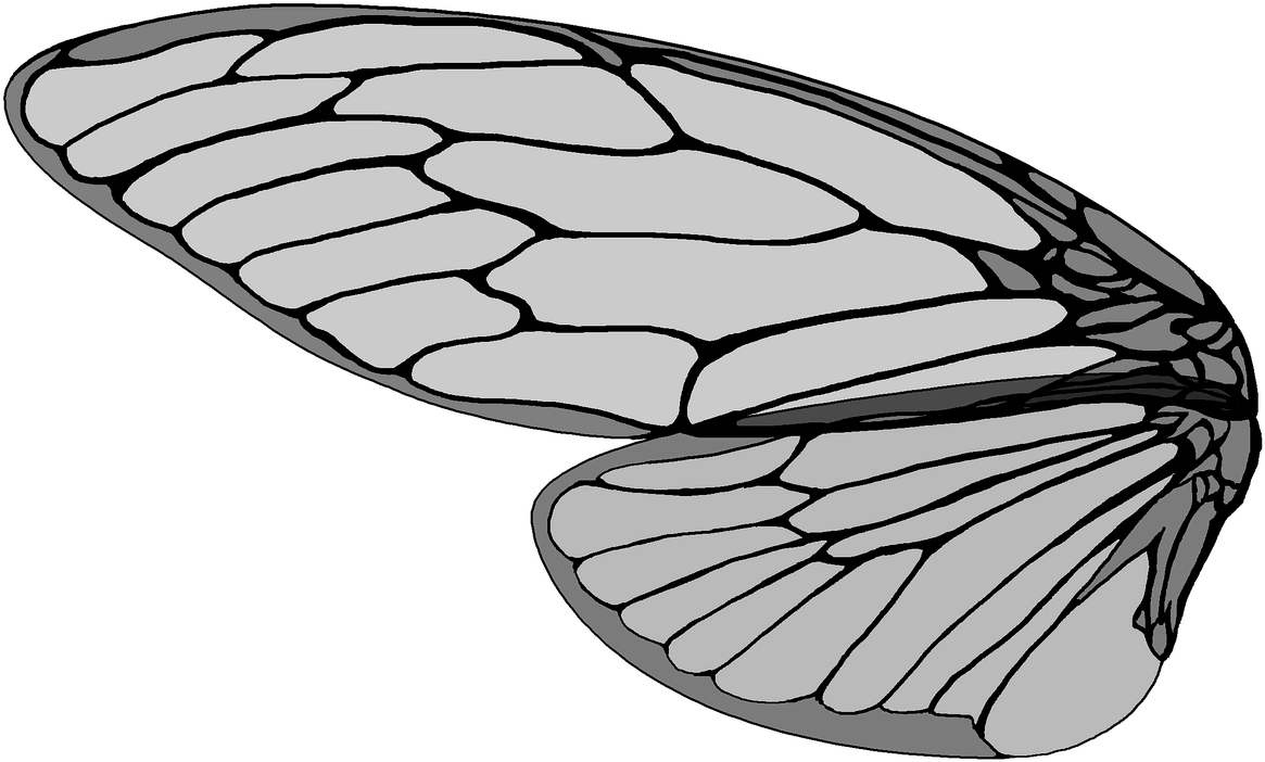 Cicada,large Brown Cicada,cicada's - Cicada Wing Vector Clipart (1280x827), Png Download