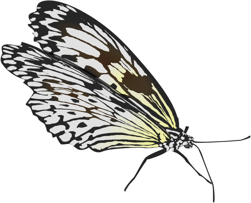 Butterfly Clipart (958x775), Png Download