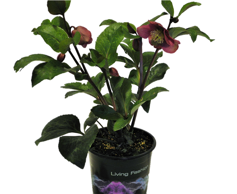 5l Hellebore Anna's Red - Houseplant Clipart (800x800), Png Download