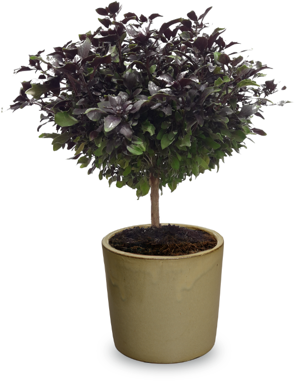 Ocimum Herbalea 'red Ball- Bonsai' Grafted - Flowerpot Clipart (607x1080), Png Download