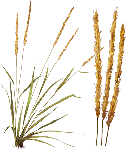 Phragmites Clipart (472x760), Png Download