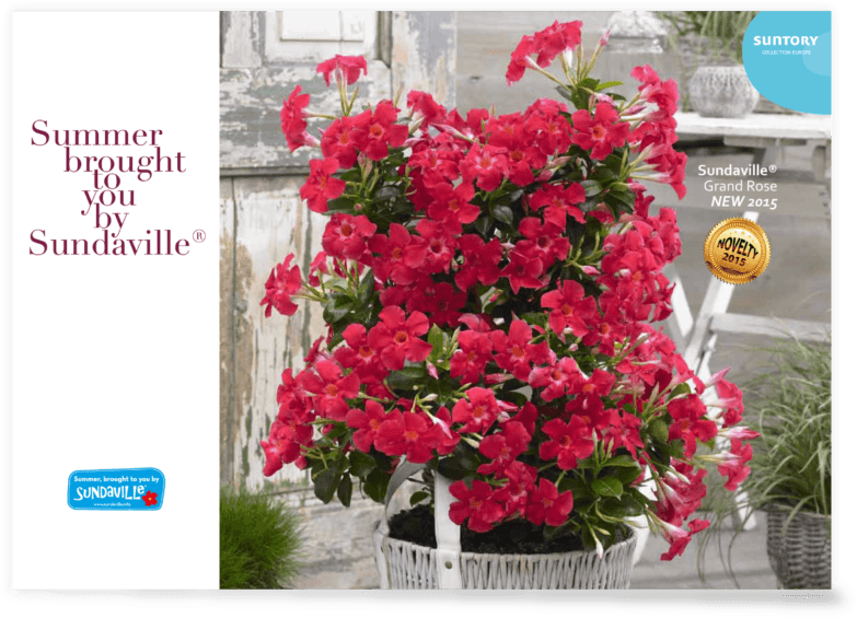 Sundaville Leaflet 2016 Eng - Rocktrumpet Clipart (1024x724), Png Download