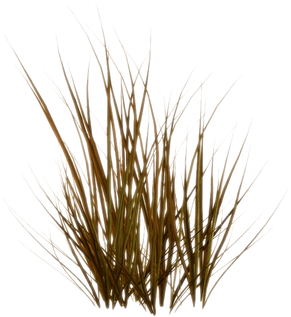 Img1 Img2 Logo - Grass Clipart (650x657), Png Download