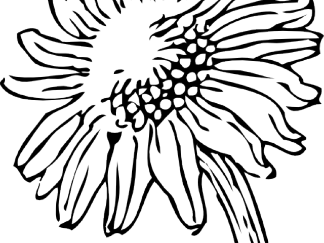 Drawn Sunflower Silhouette - Black And White Sunflower Png Clipart (640x480), Png Download