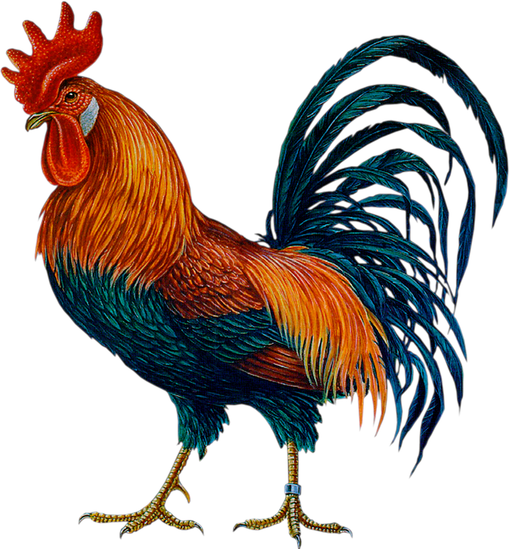 Cock Png Clipart (743x800), Png Download