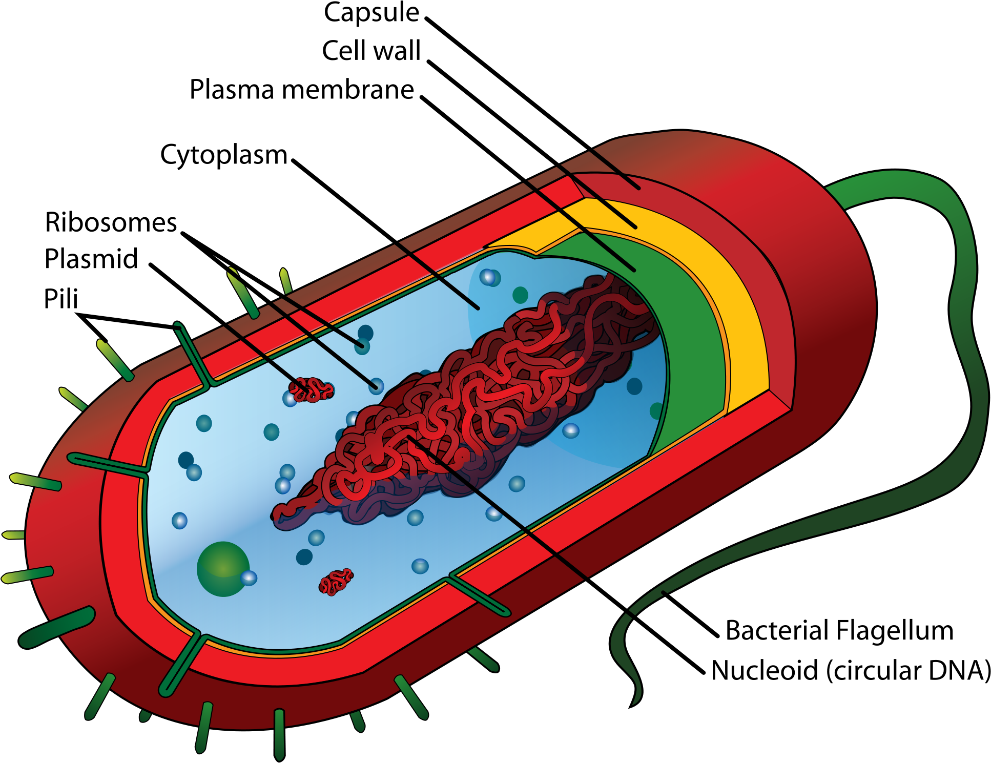 Golgi Apparatus Cliparts - Qeliza Prokariote - Png Download (2000x1628), Png Download