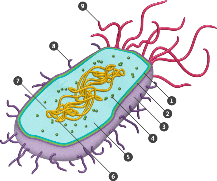 Prokaryotic Cell Png Clipart (823x685), Png Download