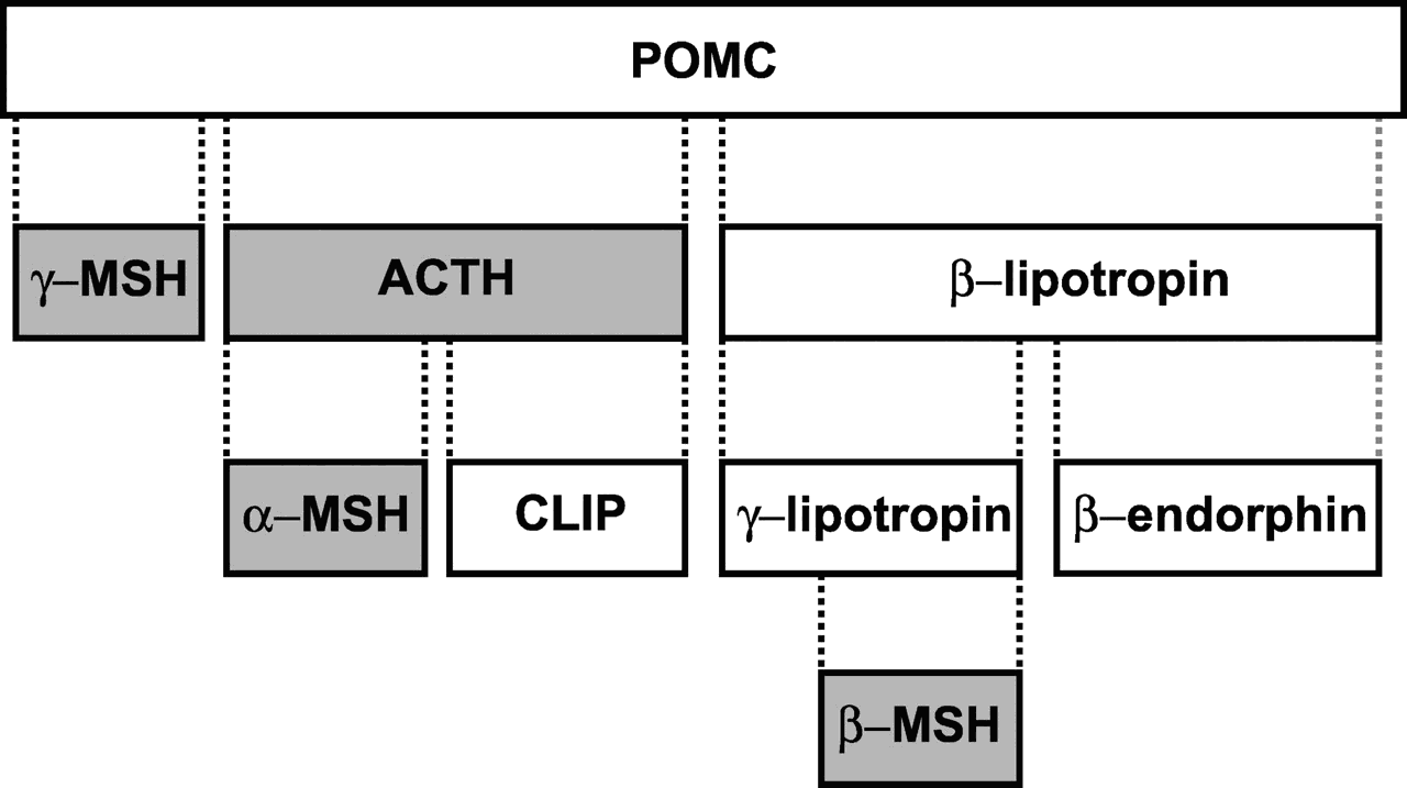 Figure 3 - 6 - 1 - Proopiomelanocortin And Melanocortin - Pre Proopiomelanocortin Clipart (1280x717), Png Download