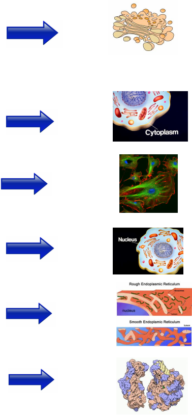 Is An Organelle Found In Most Eukaryotic Cells - Cells Under A Microscope Clipart (378x815), Png Download