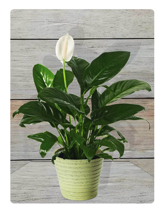 Balloon Flower Clipart (600x725), Png Download