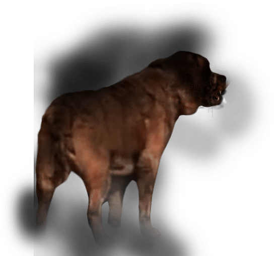 Ver Trailer - Boxer Clipart (1300x775), Png Download