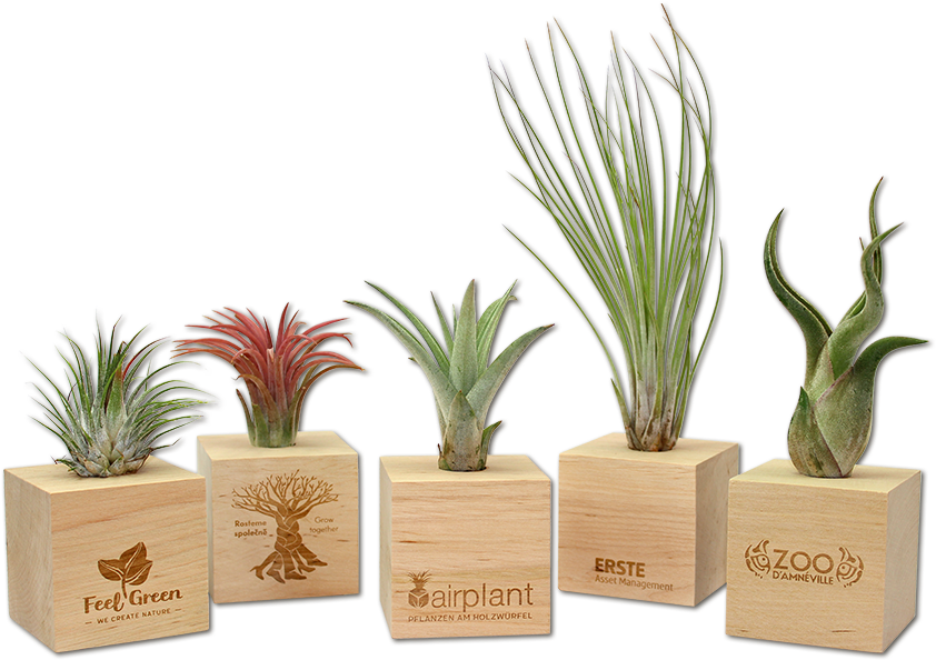 Previous - Houseplant Clipart (1000x600), Png Download