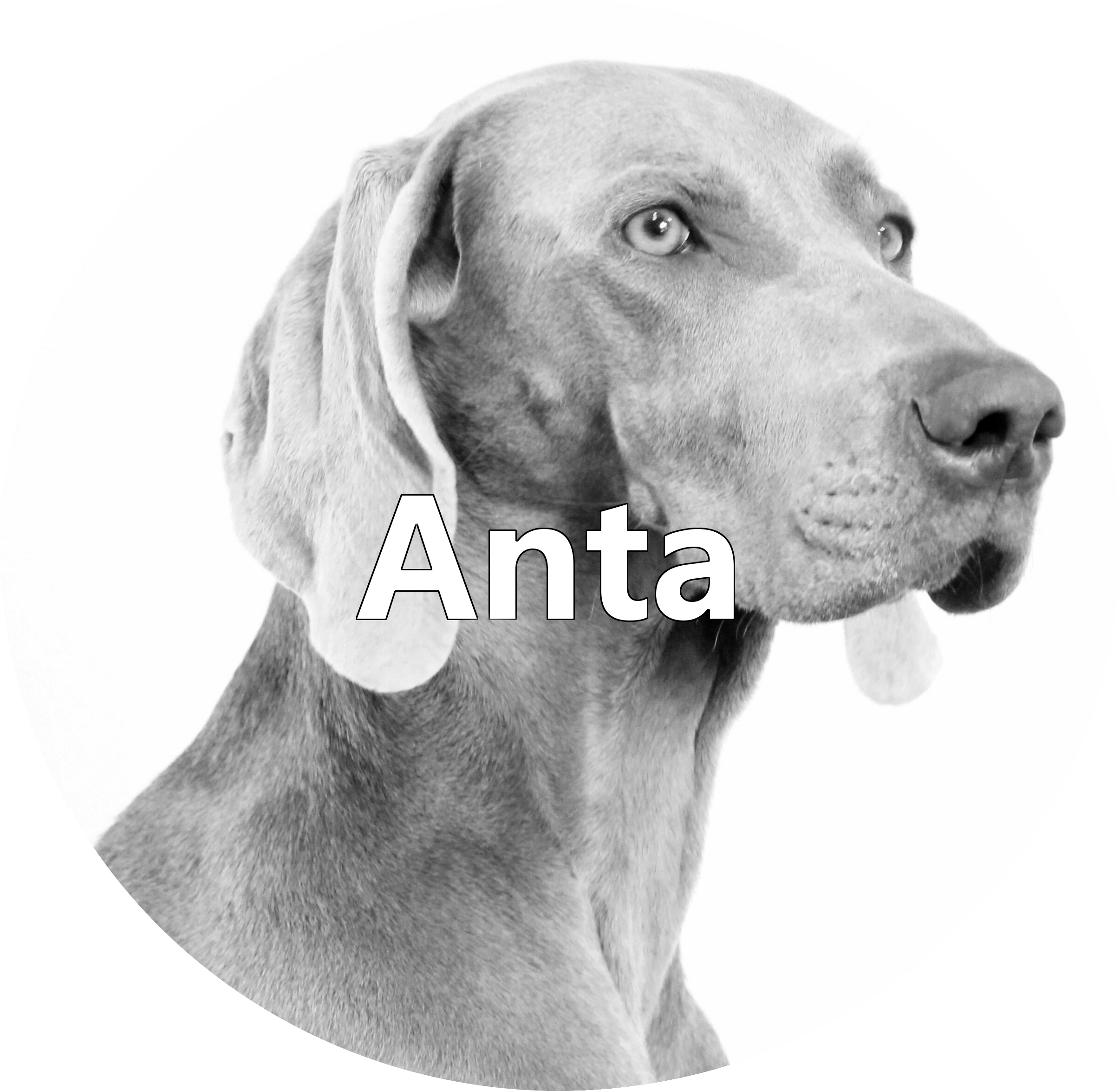 Nasze Suki Clipart (2412x2349), Png Download