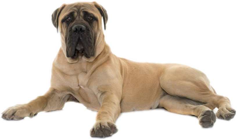 Recent - Bullmastiff Puppy To Dog Clipart (816x480), Png Download