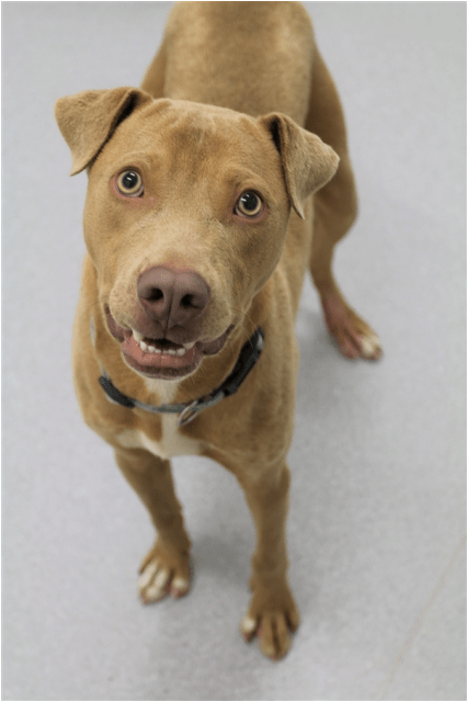 Donate To Petrescue - American Pit Bull Terrier Clipart (638x638), Png Download