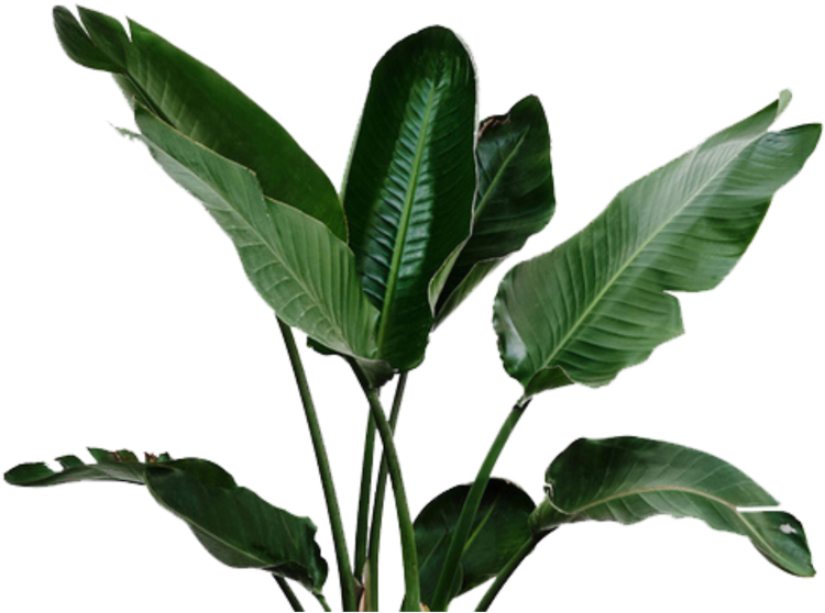 Спатифиллум Канна. Банановые листья. Экзотические листья. Банановые листья на белом фоне. Huge plants