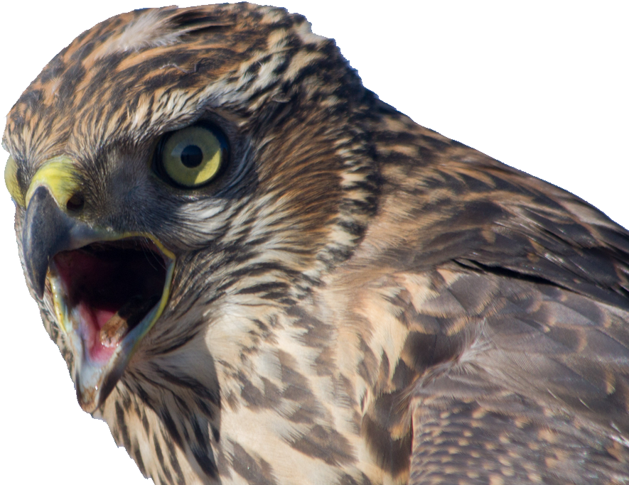 Sharp Shinned Hawk Clipart (904x701), Png Download