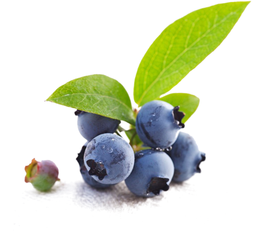 Bio Blueberry - Blueberry Clipart (541x720), Png Download
