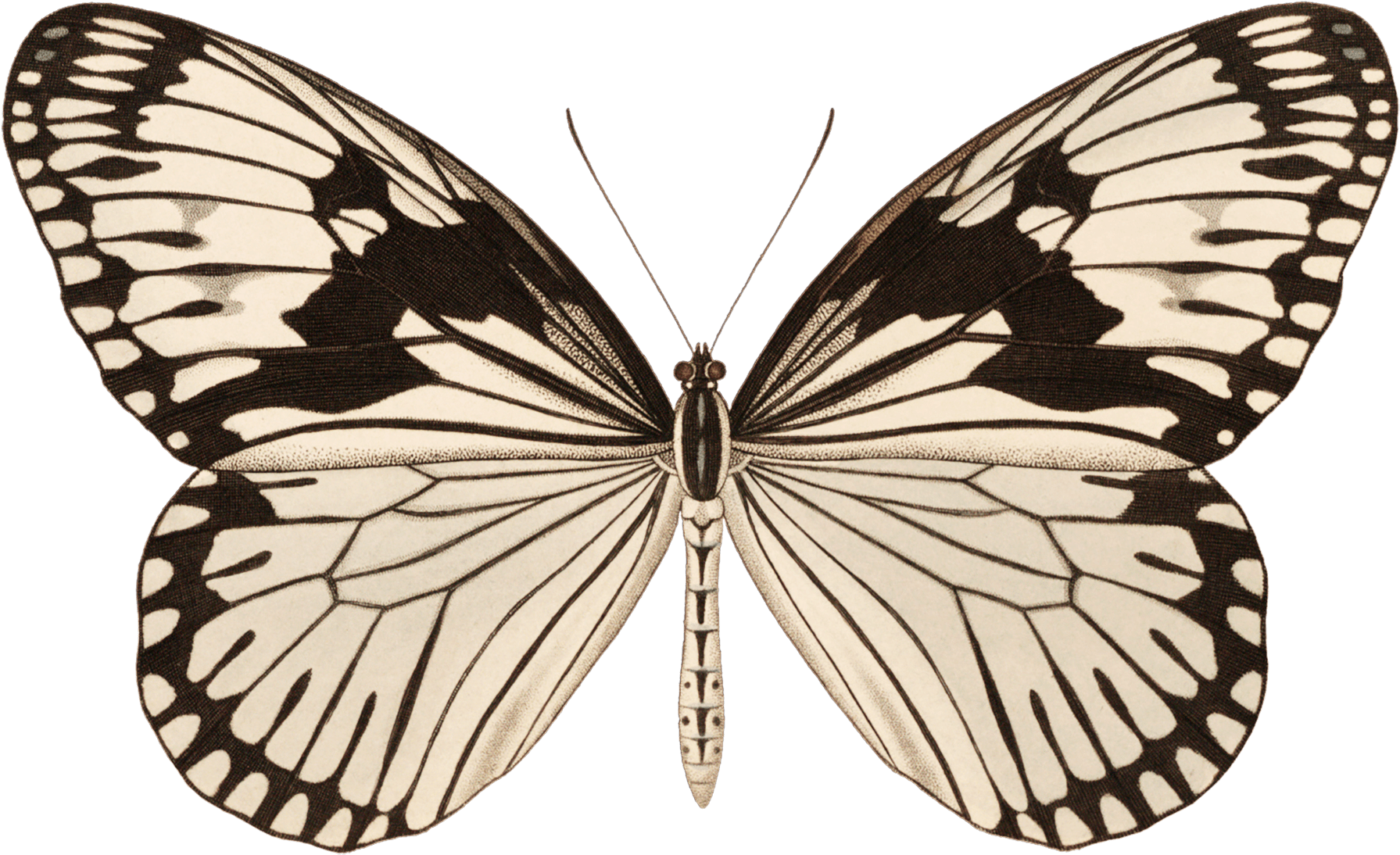 Lepidoptera Clipart (1800x1103), Png Download