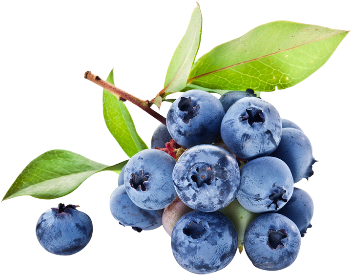 Frozen Wild Blueberry, Frozen Wild Blueberry Suppliers - Yaban Mersini Clipart (750x665), Png Download