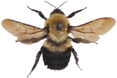 Bee Bumblebee Yellow Aesthetic Png Arthoe Honey Memes - Bumblebee Aesthetic Clipart (1024x796), Png Download