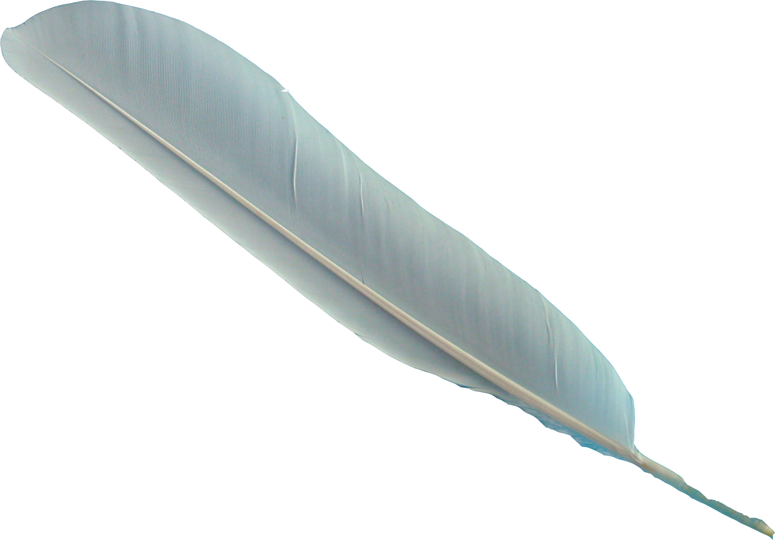 Feather Png - Feather With No Background Clipart (3264x2448), Png Download
