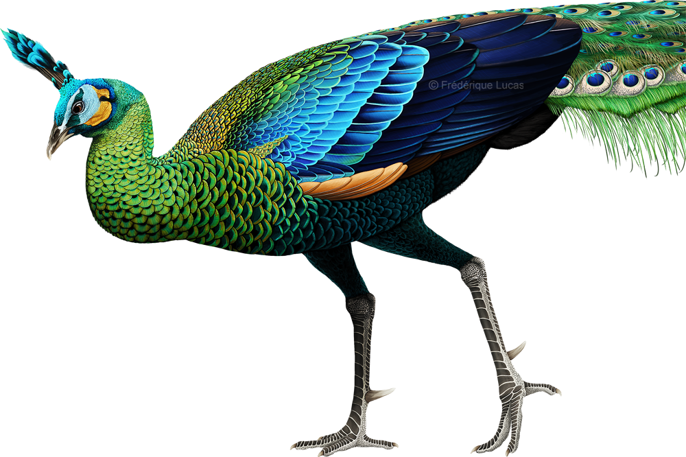 Pavo Muticus Png Clipart (1000x666), Png Download