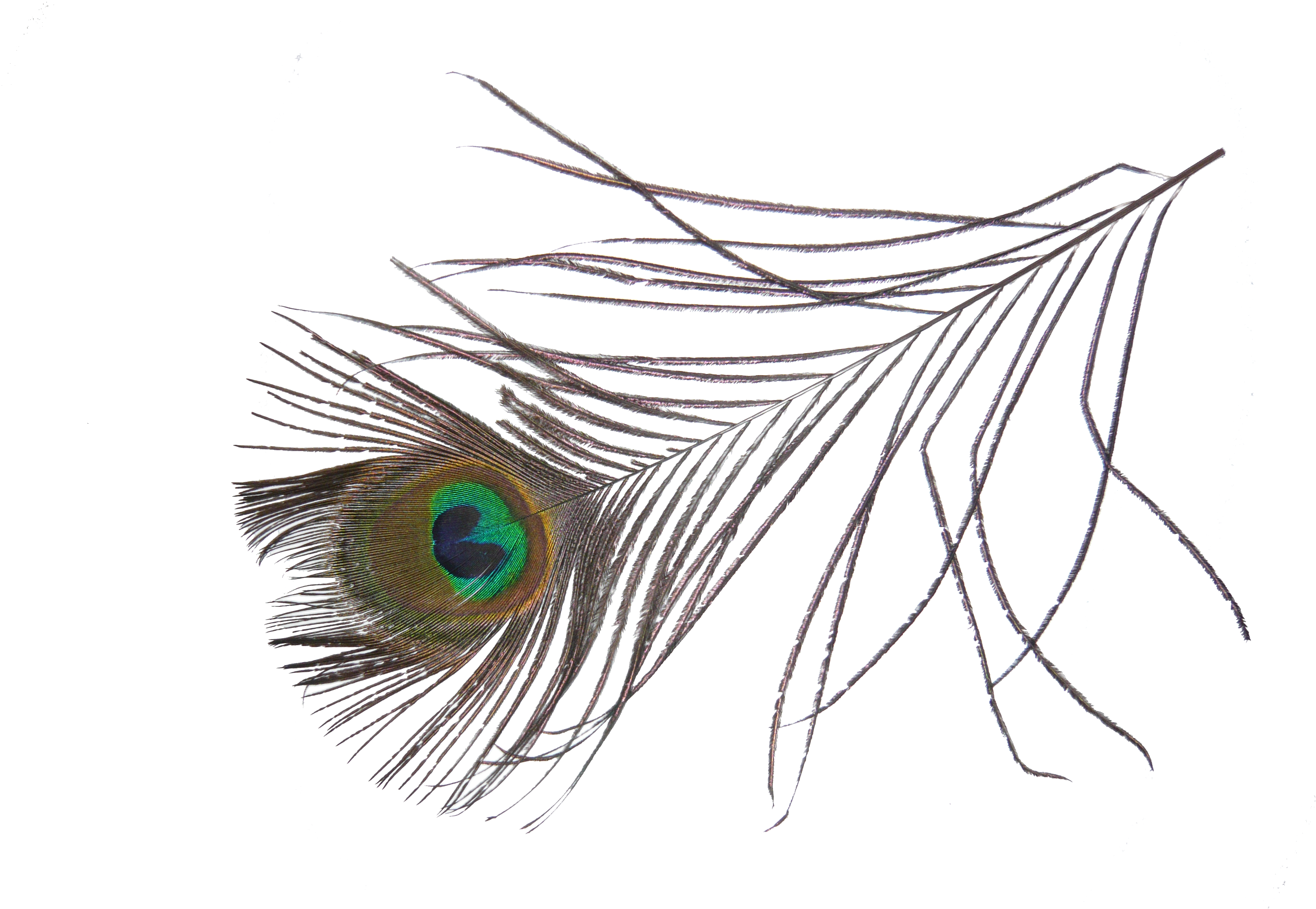 Png Image Information - Peacock Feather Png Transparent Clipart (1076x743), Png Download