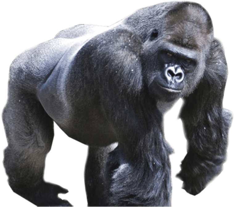 Silverback Gorilla Png - Gorilla Png Clipart (850x679), Png Download