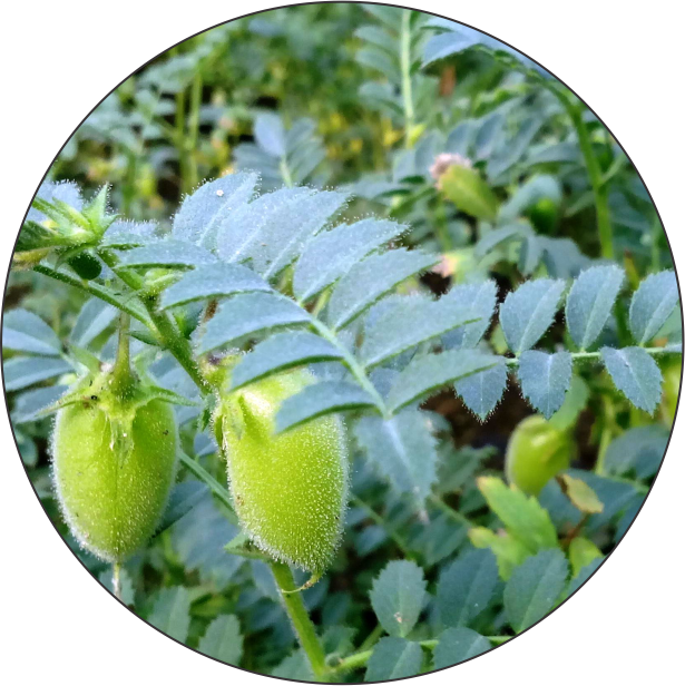 How To Use Bahubali - Fruit Clipart (615x616), Png Download