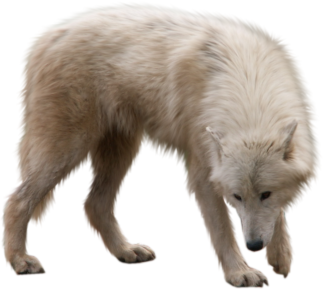 Arctic Fox Transparent Png Clipart (2272x1704), Png Download