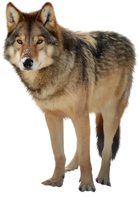 Looking Timber Wolf Png - Timber Wolf Png Clipart (680x709), Png Download