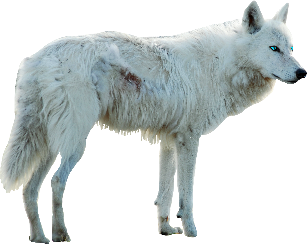 Wolf Sticker Clipart (1024x814), Png Download
