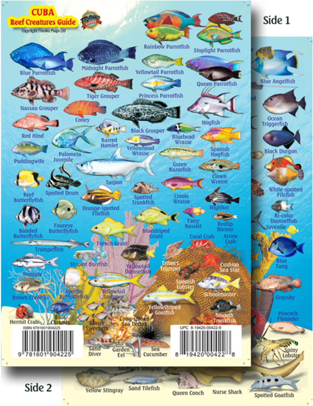 Franko Maps Cuba Reef Creature Guide 4 X 6 Inch - Fish In Cuba Snorkeling Clipart (800x800), Png Download