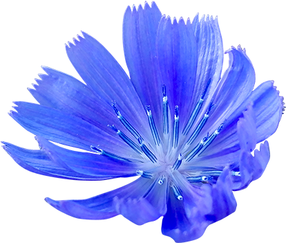 Cornflower Png - Blue Cornflower Png Clipart (560x560), Png Download
