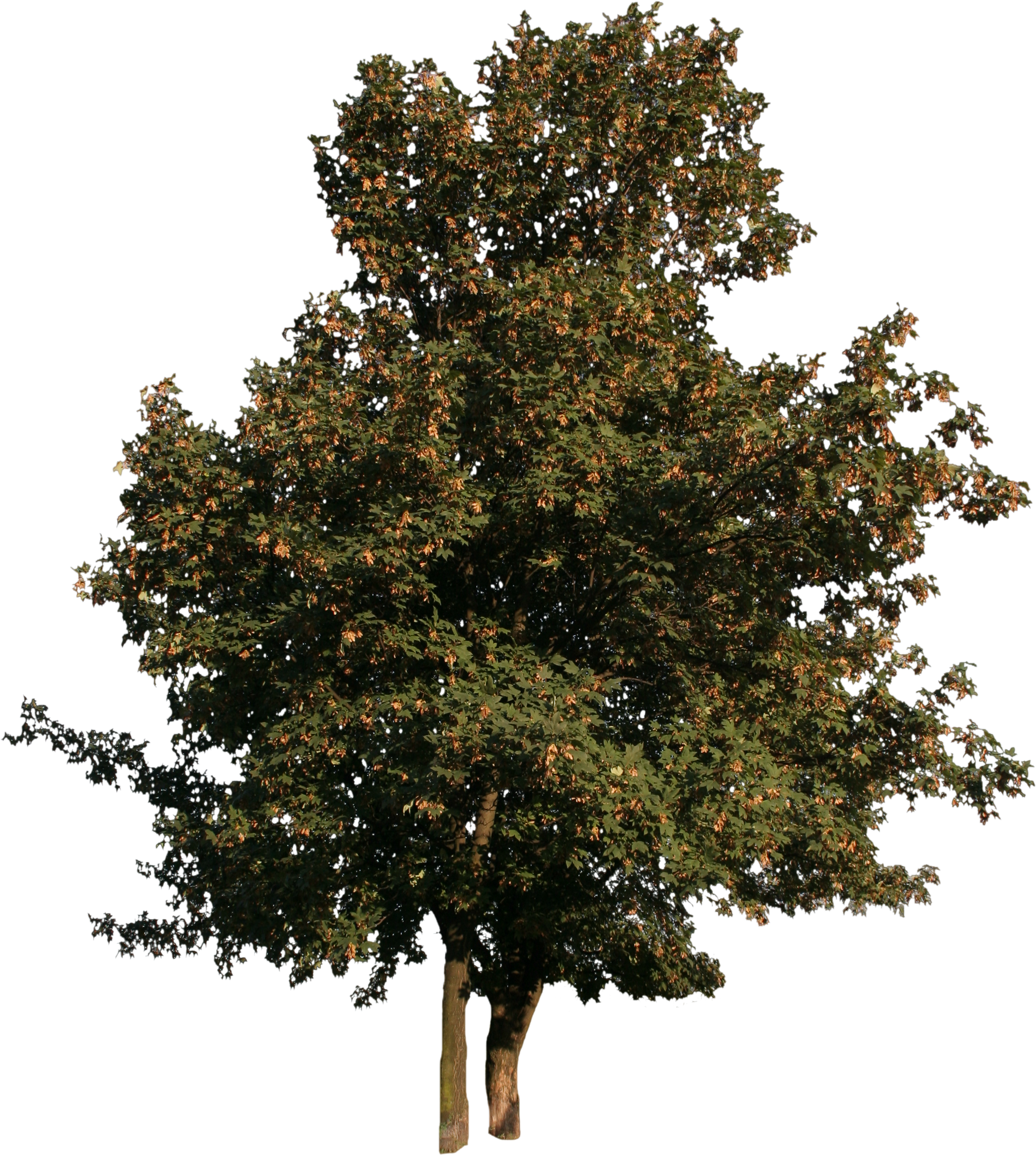 Tree Cut Out Png , Png Download - Tree Cut Out Free Clipart (2045x2279), Png Download