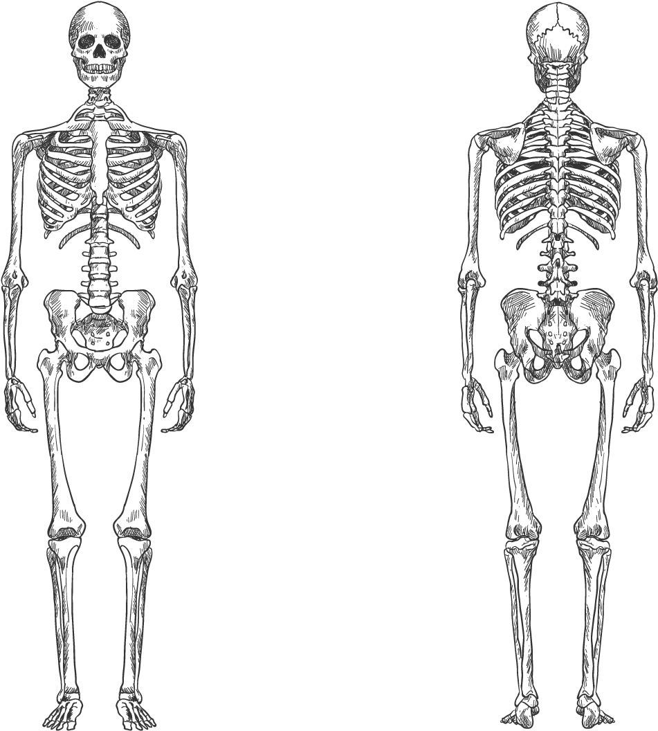 Skelett Info Grundschule Clipart (1200x1200), Png Download