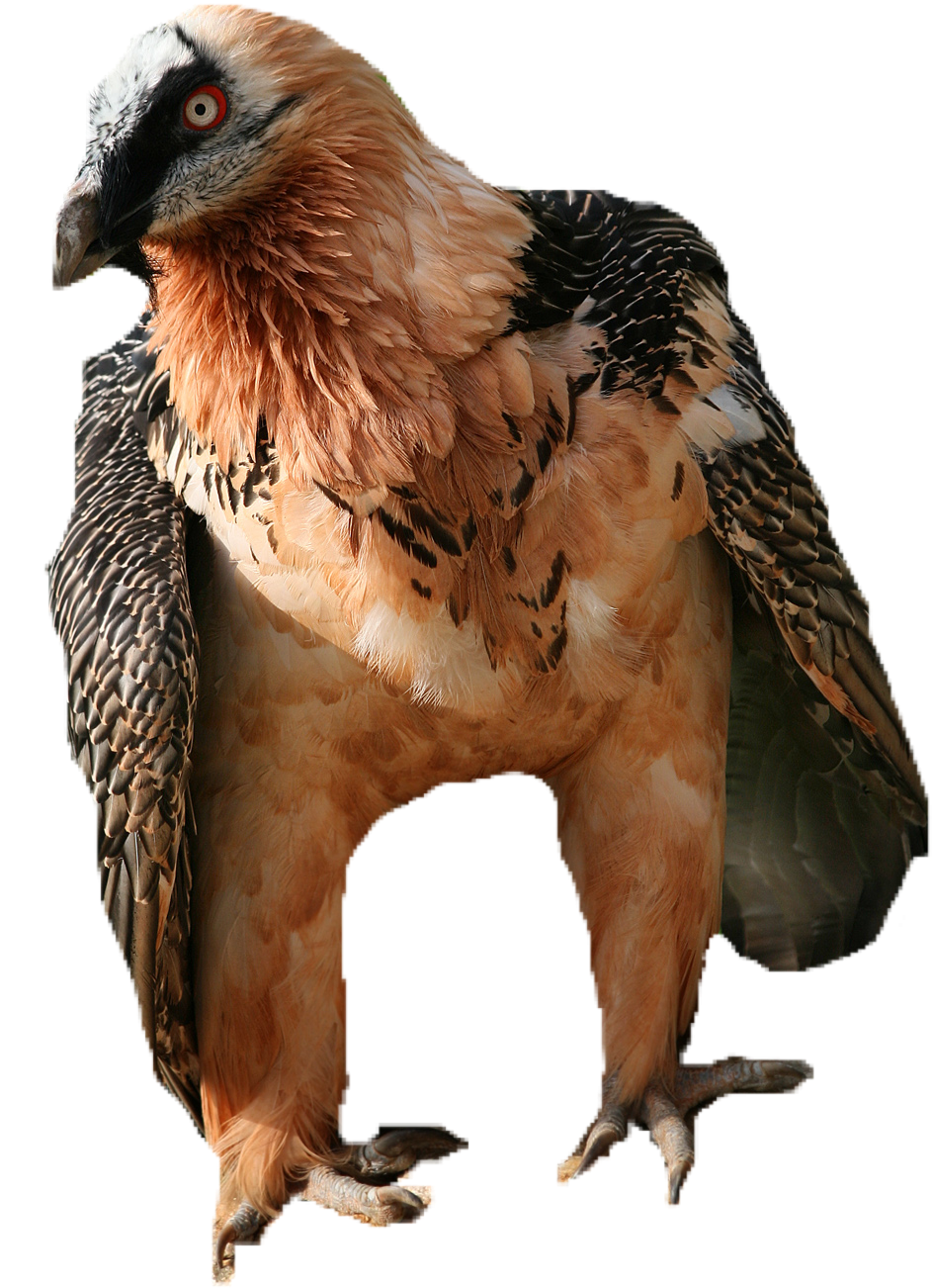 Animalwatchful Vulture - Gypaetus Barbatus Clipart (1231x1800), Png Download
