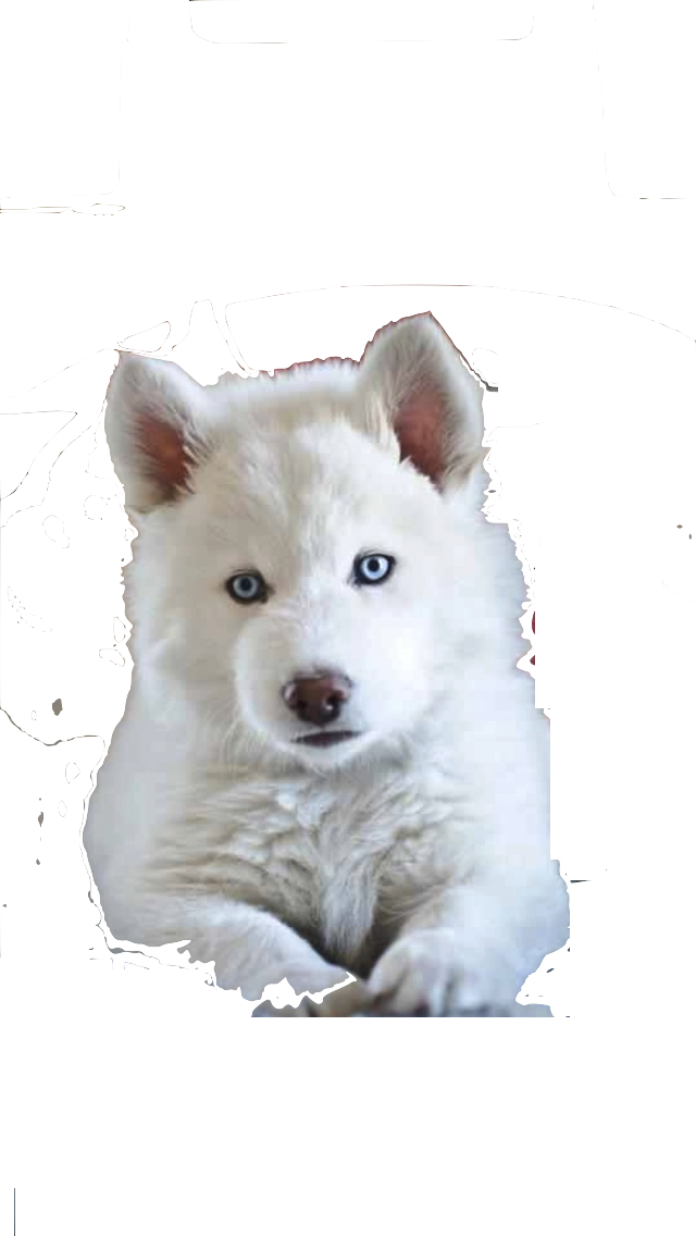 White Siberian Husky Siberian Husky Puppies - 9 Week Old Husky White Clipart (640x1136), Png Download