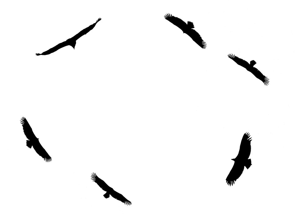 Águilas, Vuelos, Plana, Aves, Volando, Salvaje - Buzzard Clipart (960x685), Png Download