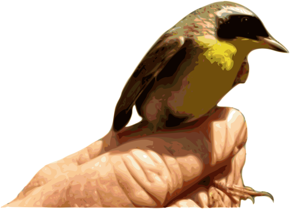 Yellowthroat Bird - Bird Clipart (958x691), Png Download