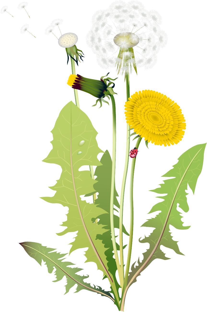 My Blog - Tipos De Flores Diente De Leon Clipart (941x1300), Png Download