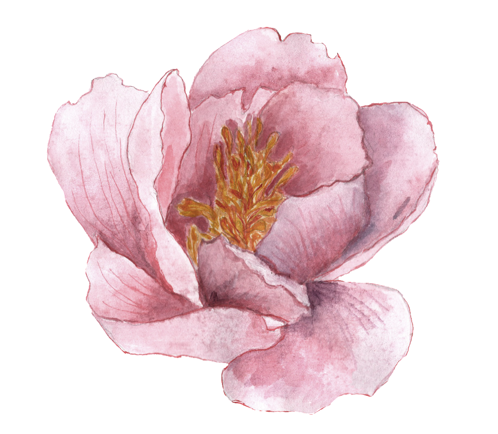 Png De Ornamento Transparente Para O Mosaico Do Imperador - Common Peony Clipart (1003x875), Png Download