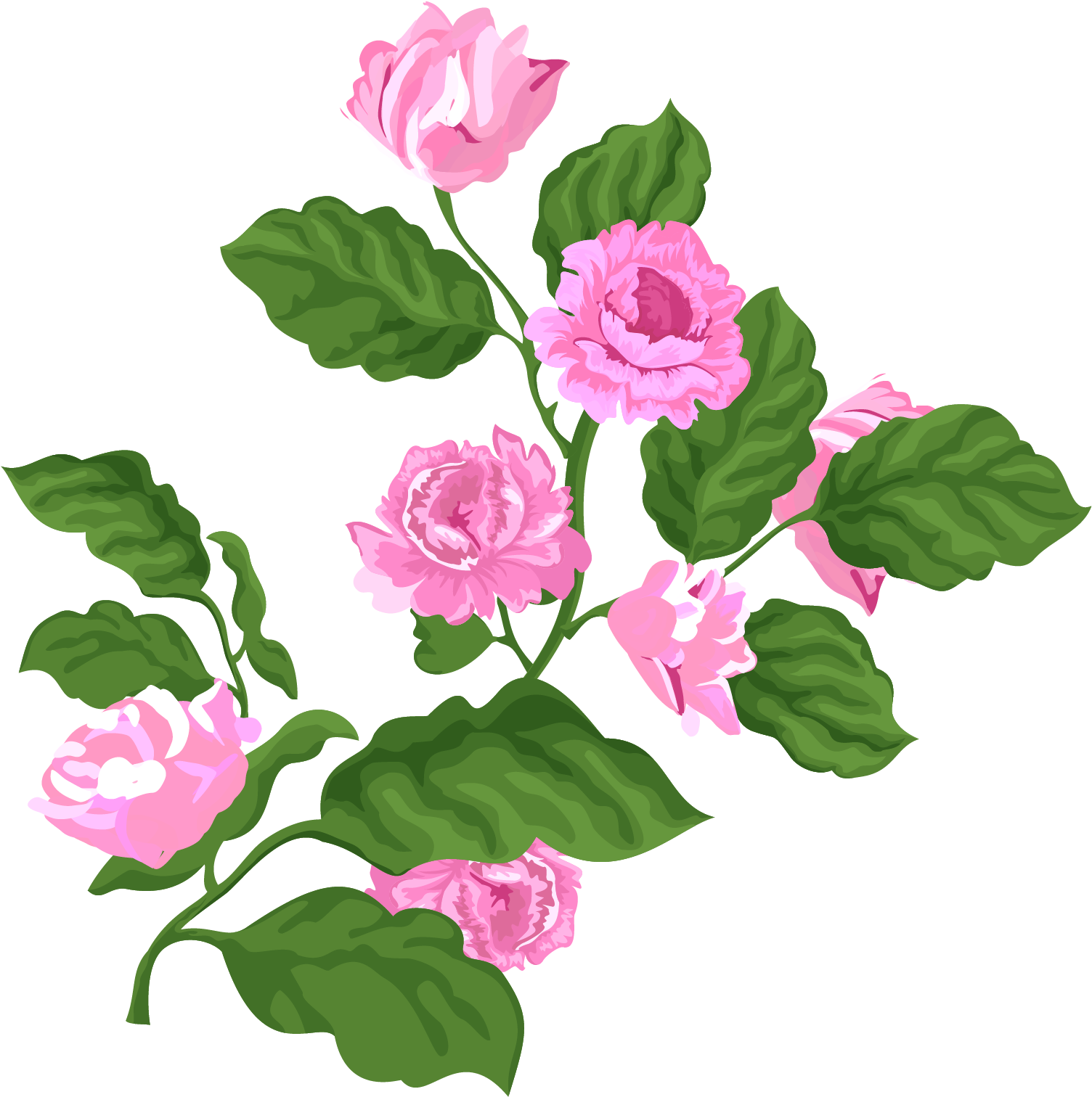 Rose Pink Valentine Plant Png And Vector Image - Garden Roses Clipart (2000x2000), Png Download