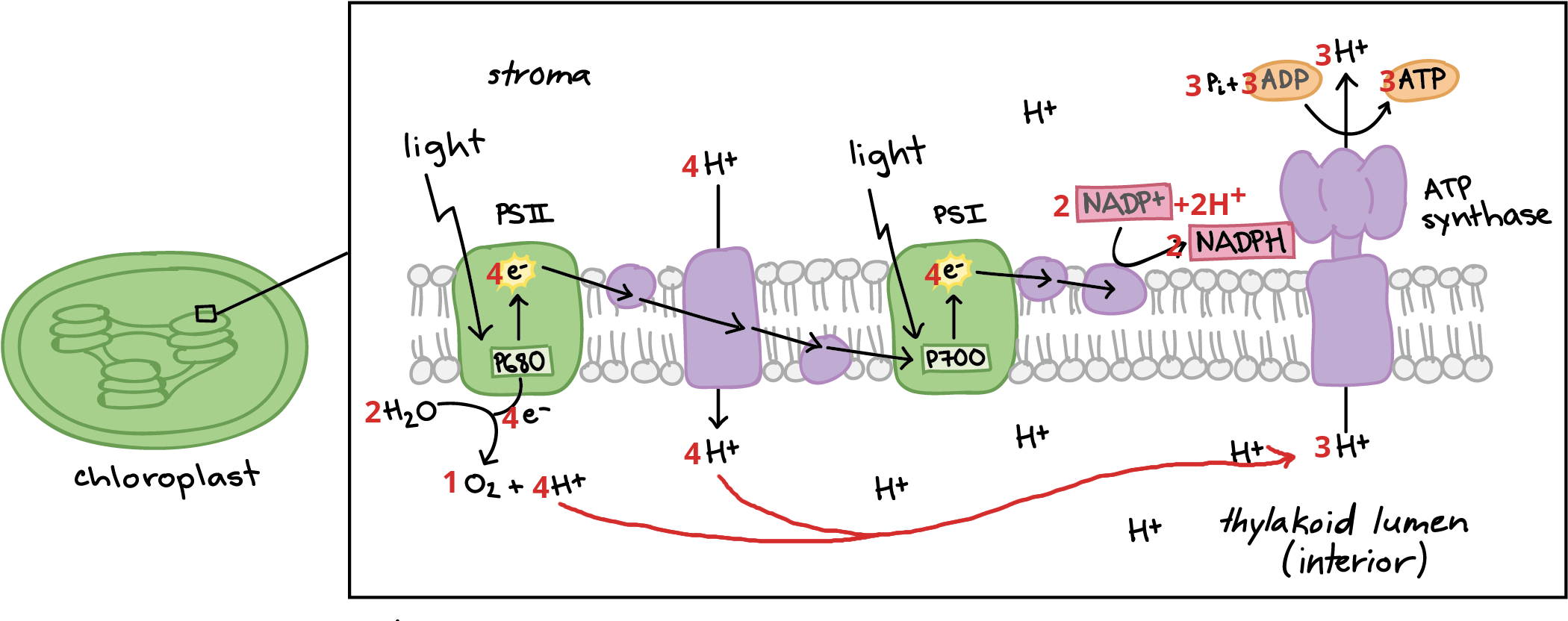 Diagram Of Light-dependent Reactions, With Counts - Fotosynteza Zależna Od Światła Clipart (2156x862), Png Download