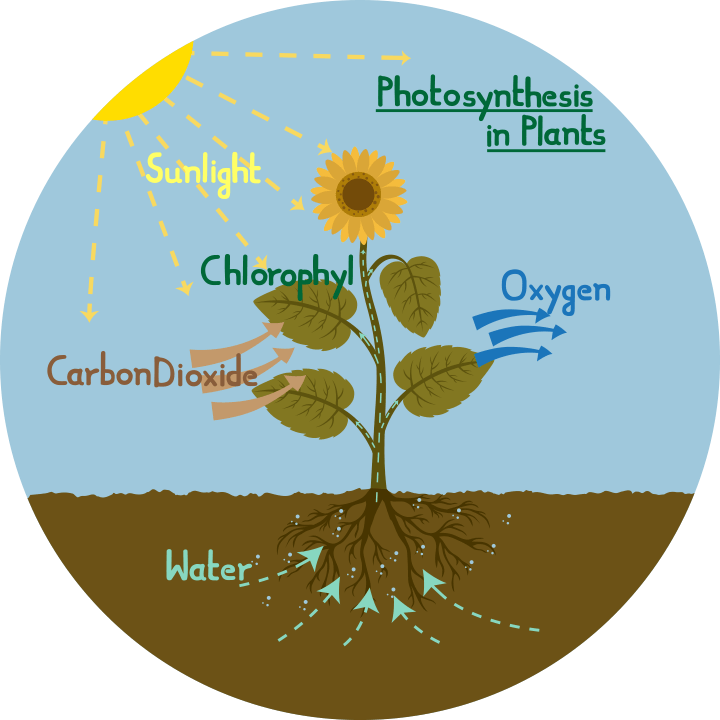 Download Photosynthesis Diagram Of A Flower - High School ...