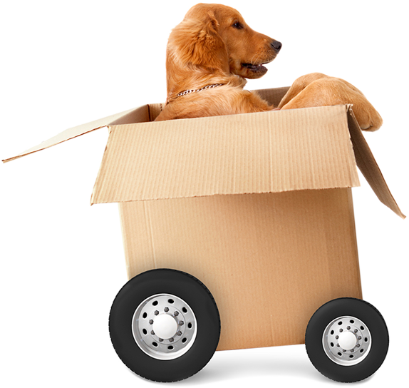 Pet Taxi - Dog In A Moving Box Clipart (574x544), Png Download