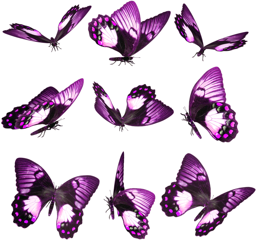 Hace Un Tiempo Estuve Traduciendo Una Guía Sobre Mariposas - Фиолетовые Бабочки Пнг Clipart (900x900), Png Download